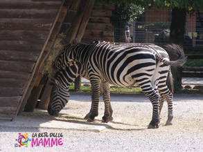 Parco le Cornelle Zebra