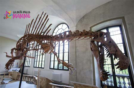 Scheletro Spinosaurus dinosauro
