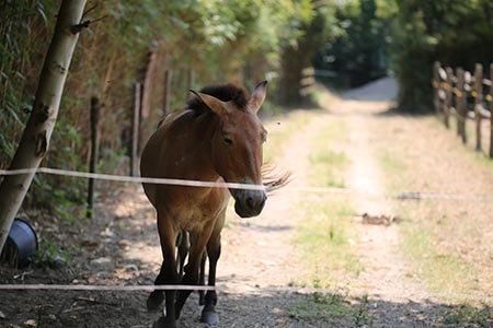 Storia del cavallo nel pozzo